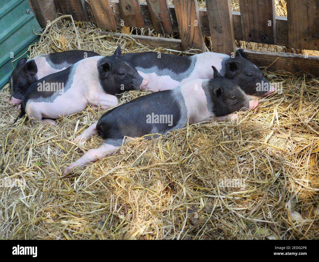 Four baby Vietnamese Pot bellied pigs sleeping on the yellow straw in the stall at farm Stock Photo