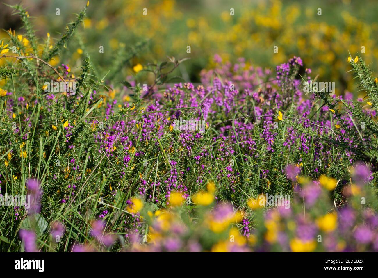 flowering heather (Calluna vulgaris) and yellow flowering gorse Stock Photo