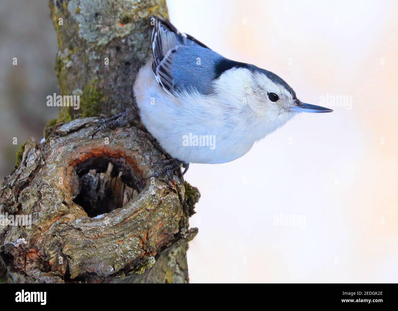 White-breasted Nuthatch sitting on a tree trunk into the forest, Quebec, Canada Stock Photo