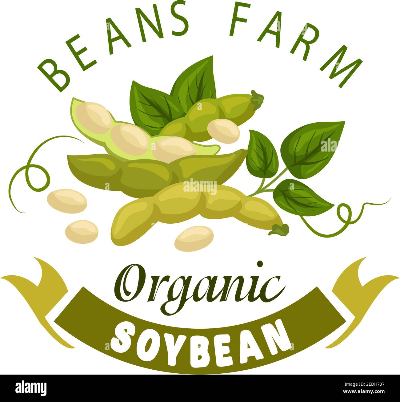 Soybean vector poster. Organic farm harvest of legume beans or soya bean  pods with leaves and seeds. Vegetarian or vegan vitamin healthy nutrition  foo Stock Vector Image & Art - Alamy