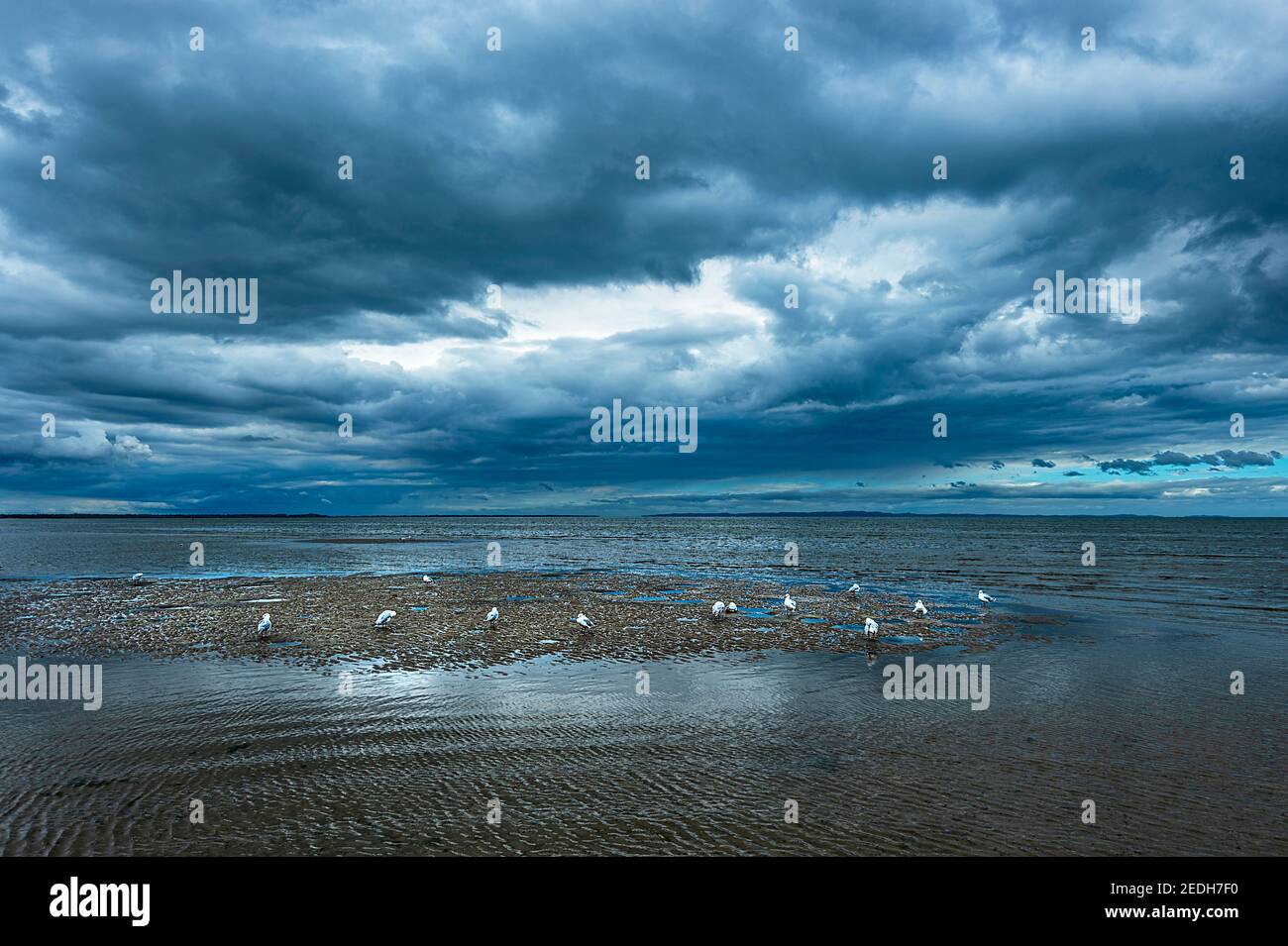 Silver gulls at low tide in stormy weather with black clouds at Beachmere, South East Queensland, SEQ, QLD, Australia Stock Photo