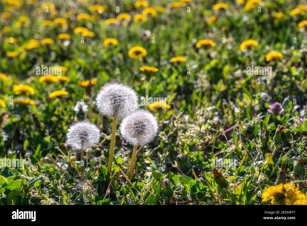 Field with yellow dandelions and full bloom dandelions in spring season Stock Photo