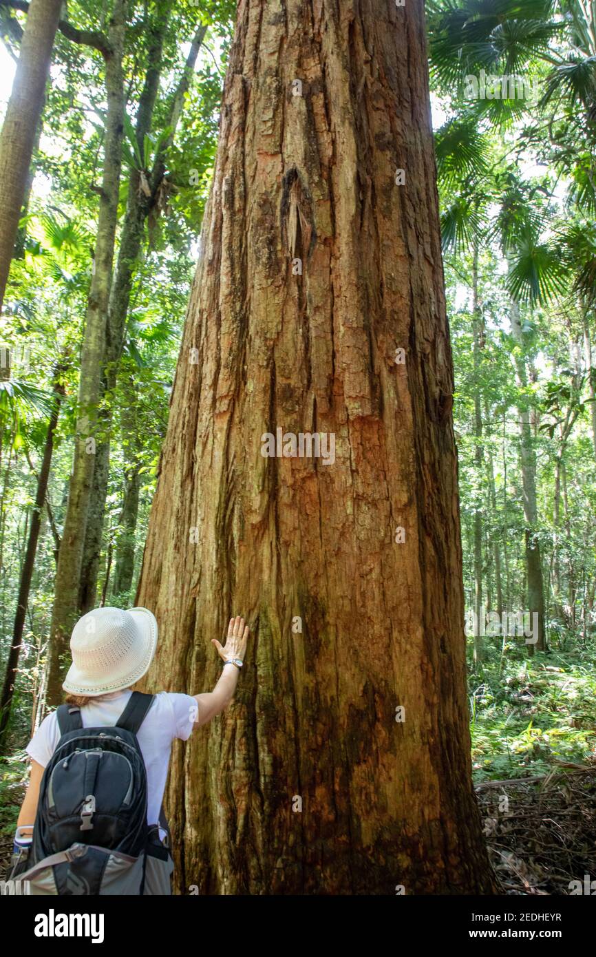 A red cedar tree (Toona ciliata) on the Forest Path in the Royal National Park. Stock Photo