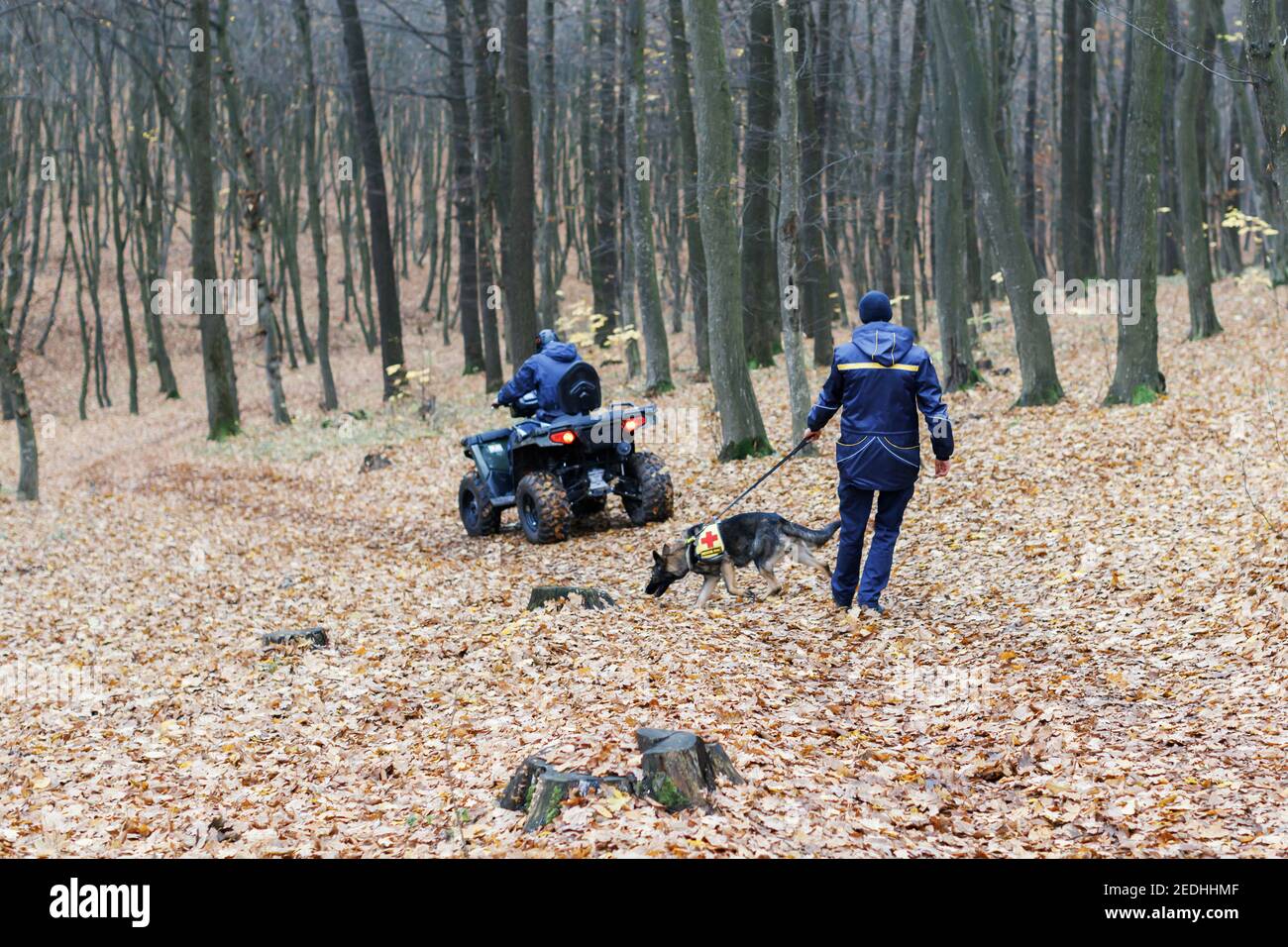 A rescuer with a dog on a leash searches in the woods, a rescuer on an ATV also searches. Search for a man in the woods Stock Photo