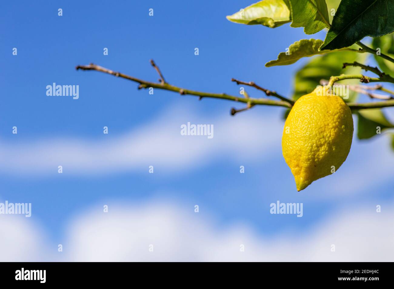 The green lemon on the tree in garden Stock Photo Alamy
