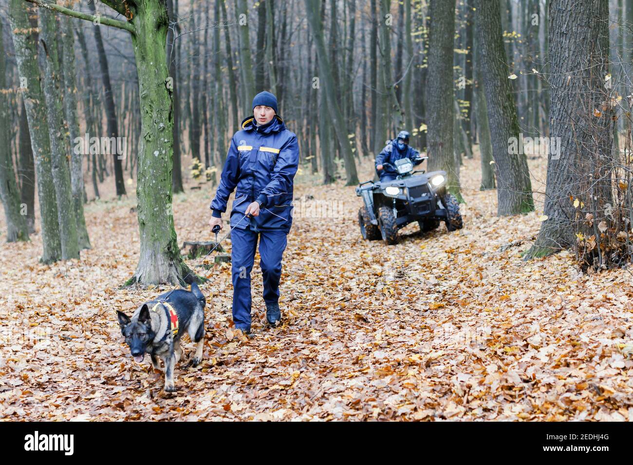 A rescuer with a dog on a leash searches in the woods, a rescuer on an ATV also searches. Search for a man in the woods Stock Photo