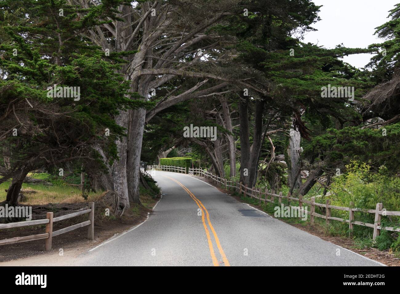 Asphalt road goes between the trees. Country scene. Double yellow ...