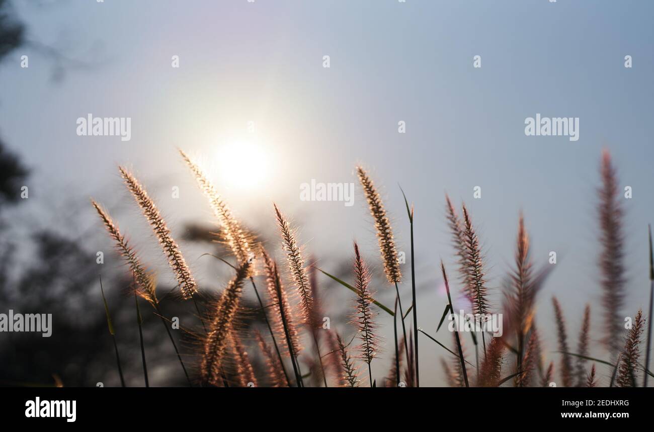 Fur foxtail grass on a sunny day Stock Photo
