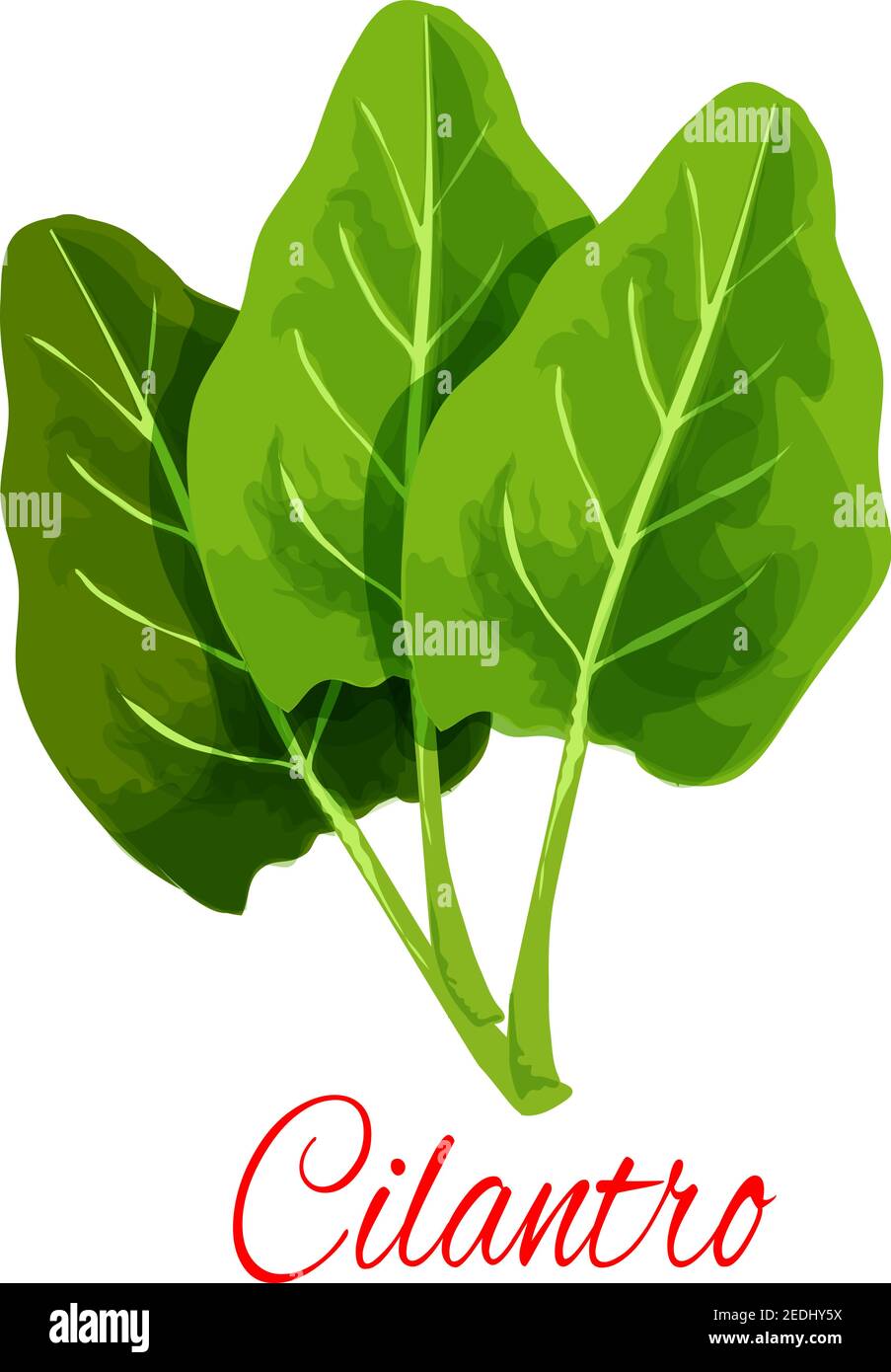 Cilantro icon. Coriander or Chinese parsley leaves. Herbal spice for