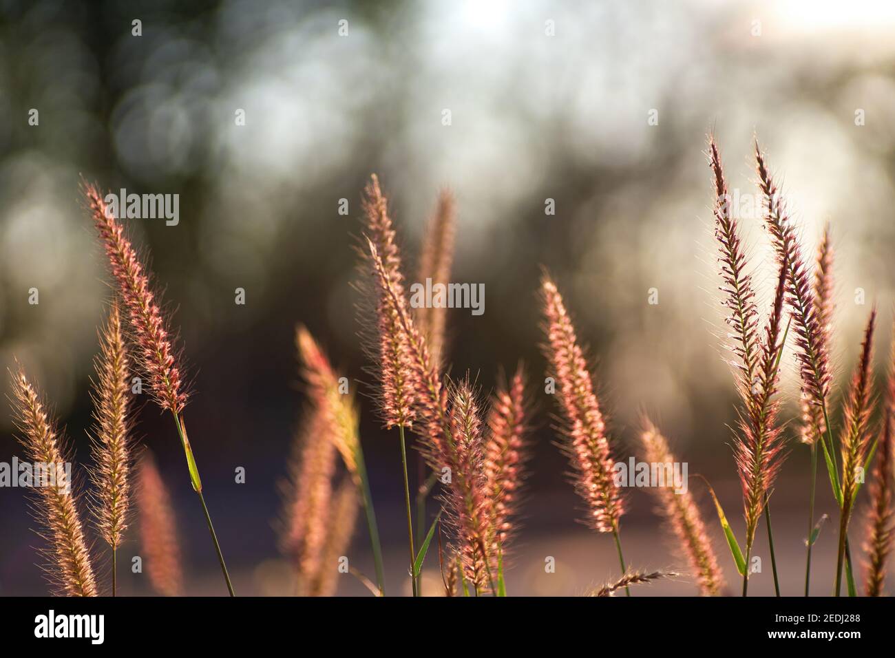 Fur foxtail grass on a sunny day Stock Photo