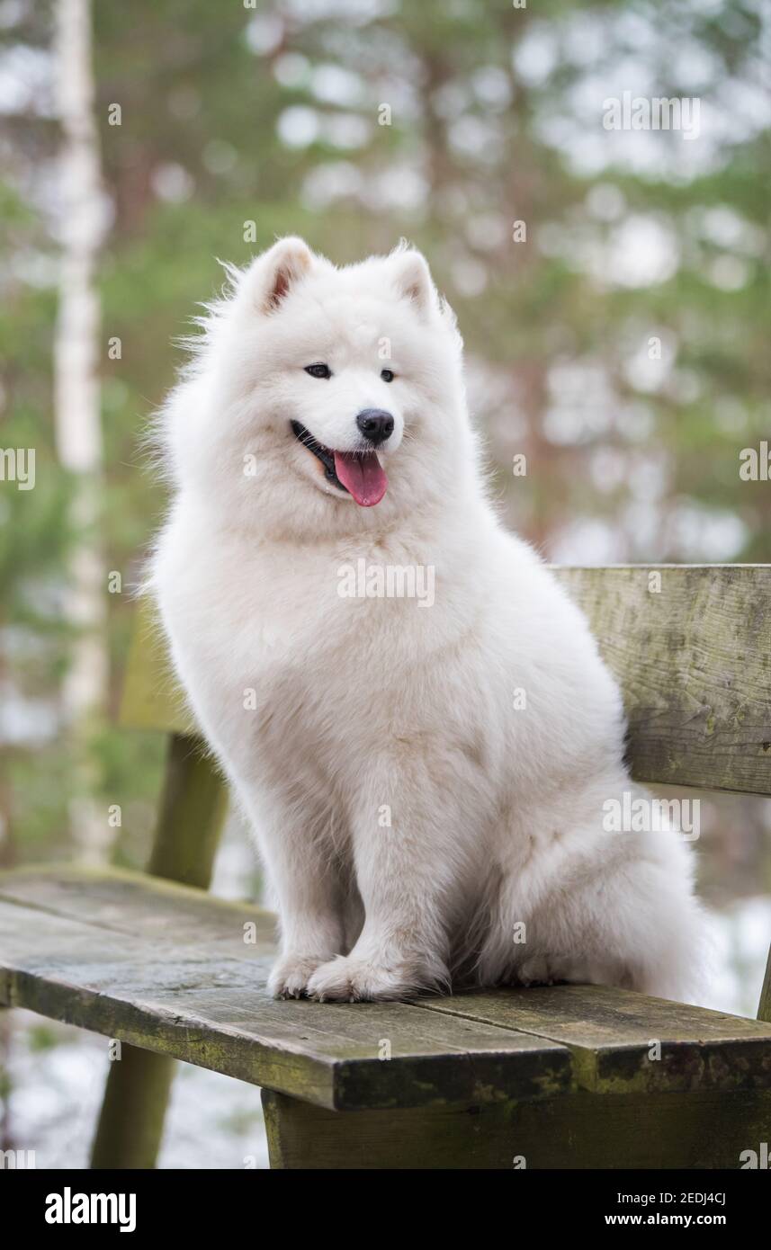 samoyed