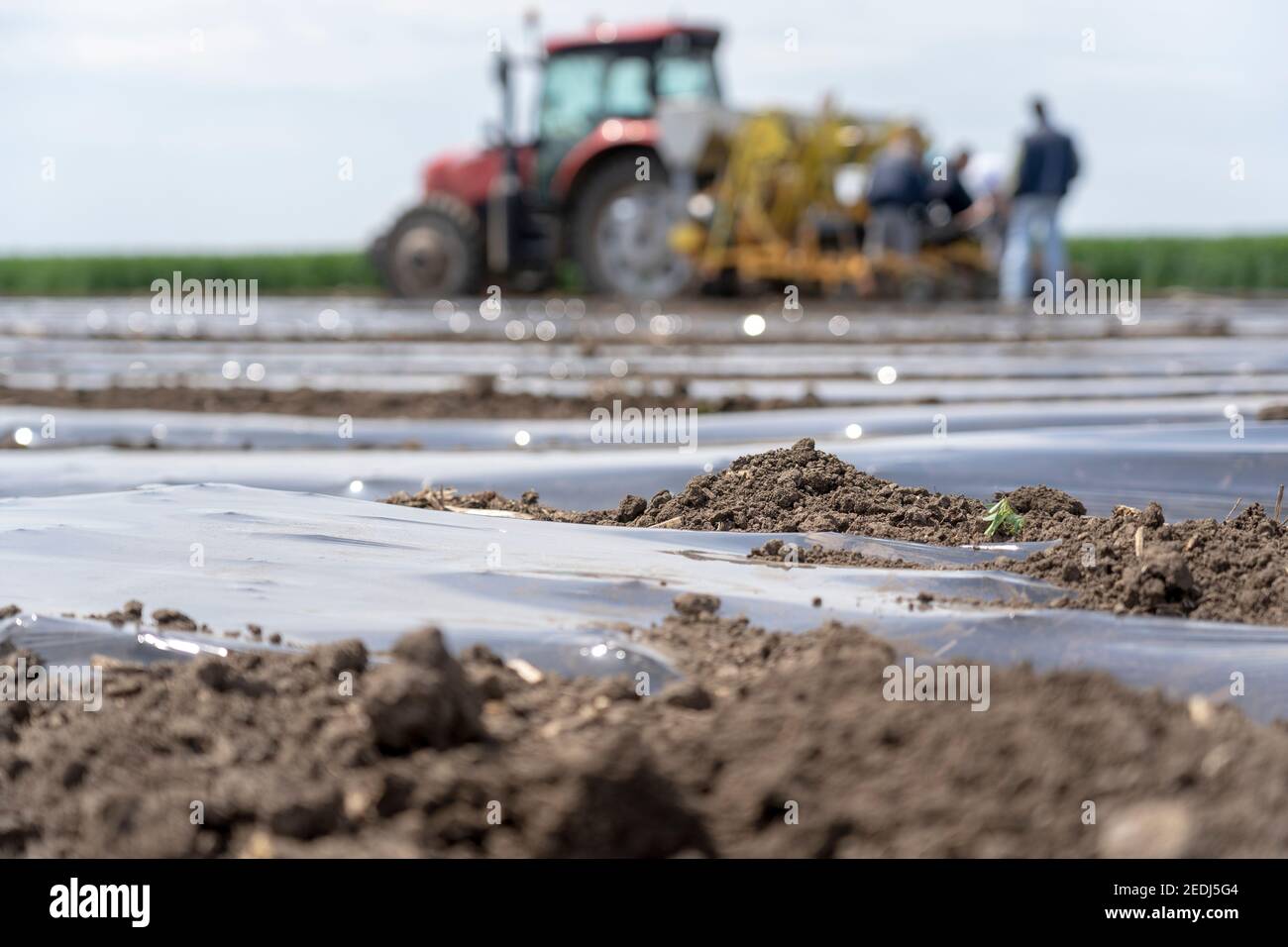 Farmer Installing Drip Tape Irrigation Under Plastic Mulch on a Vegetable Bed. Stock Photo