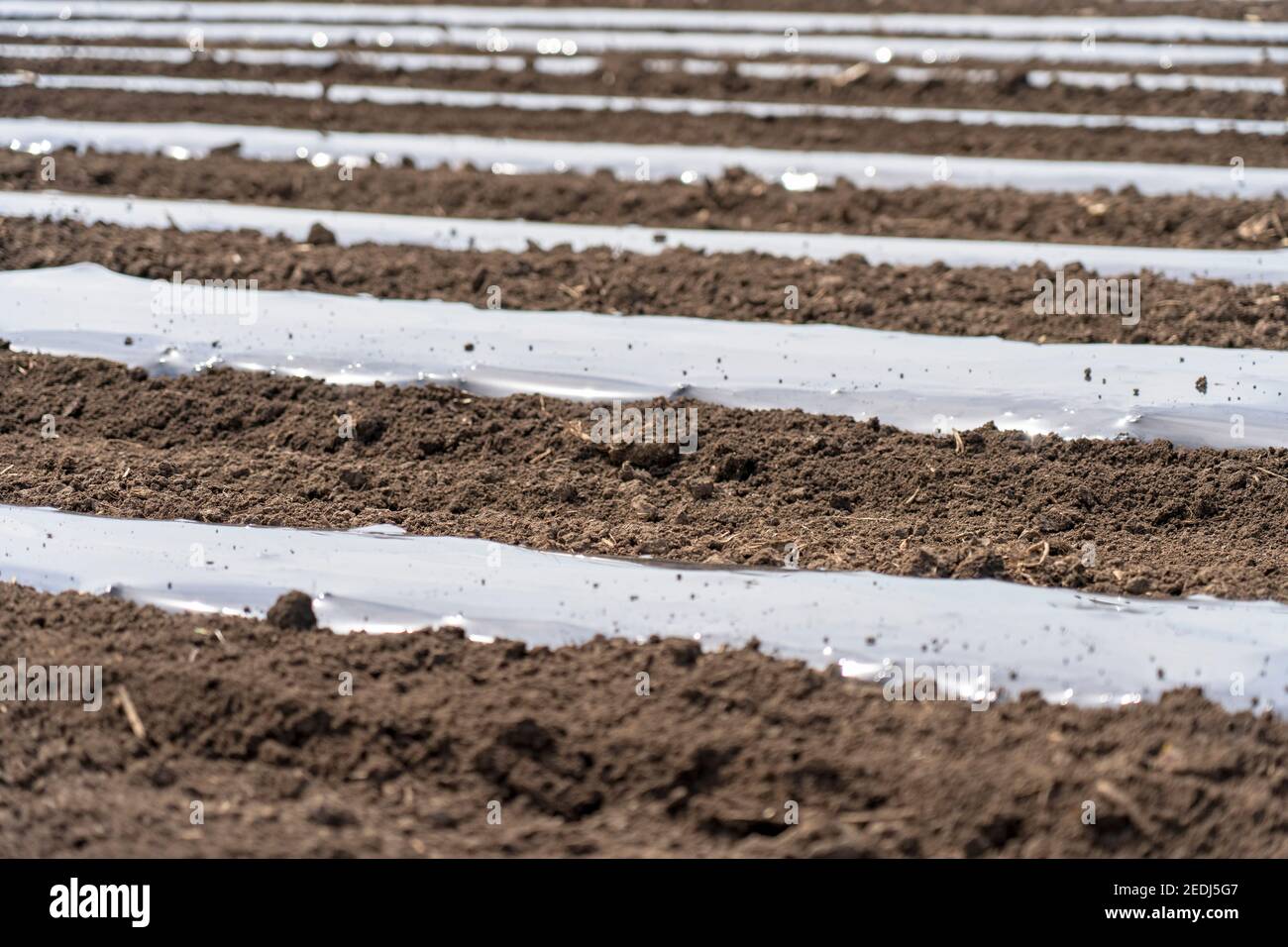Farmland with Rows of Vegetable Beds Covered with Biodegradable Plastic Mulch Films. Installing Drip Tape Irrigation Under Plastic Mulch. Stock Photo