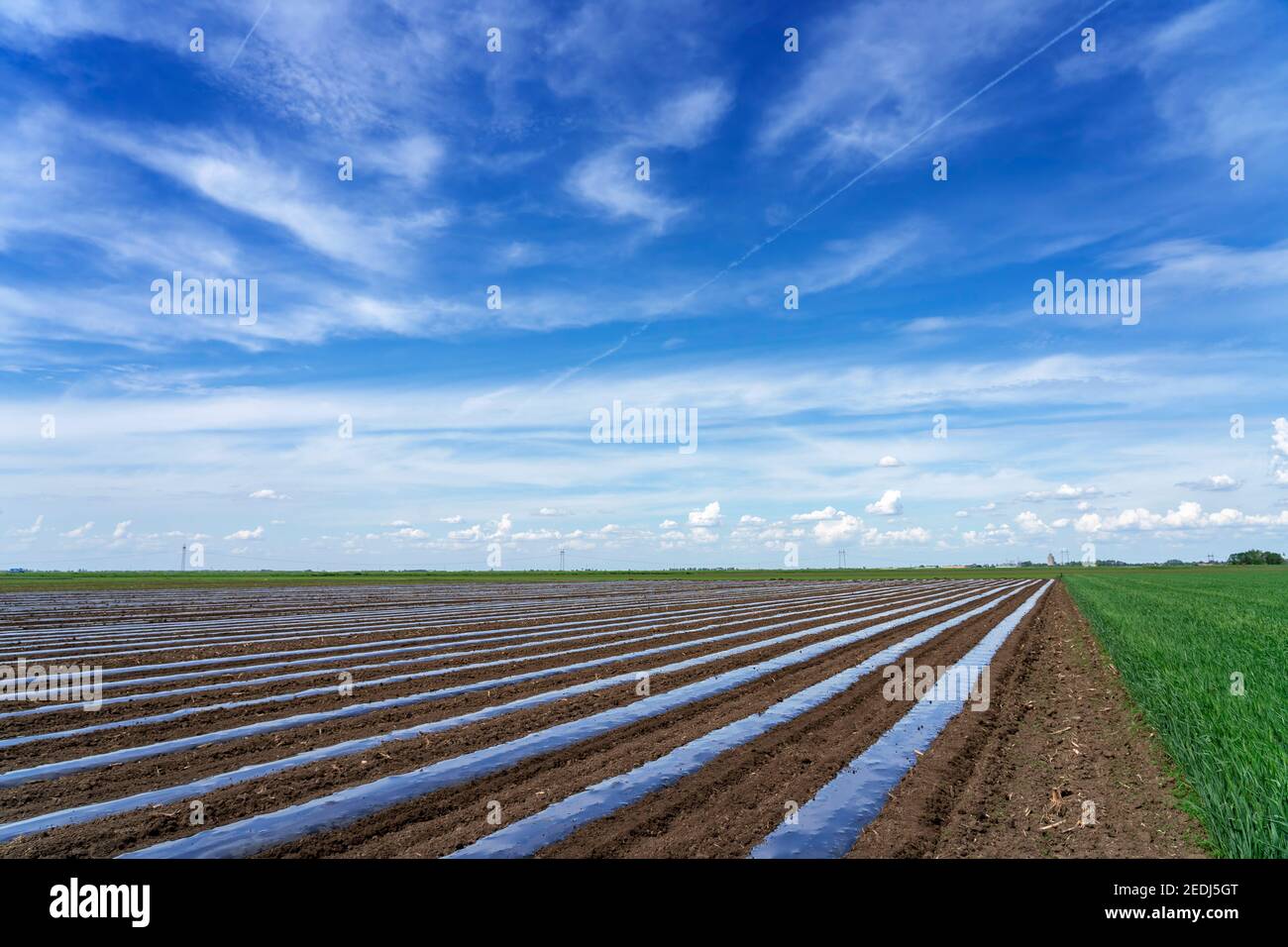 Blue Sky Over Rows of Vegetable Beds Covered in Plastic Mulch on a