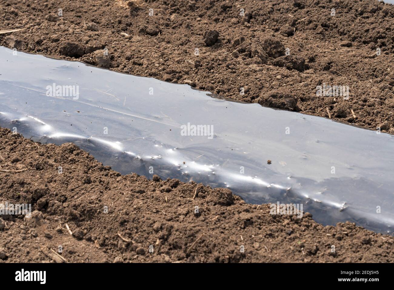Row of Vegetable Beds Covered in Plastic Mulch on a Farmland