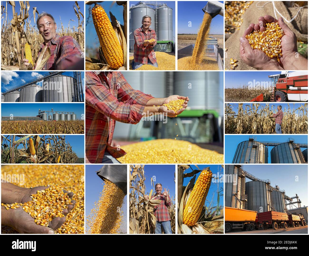 Collage of photographs showing ripe maize corn on the cob in cultivated agricultural field, harvest time and maize storage in agricultural grain dryer Stock Photo