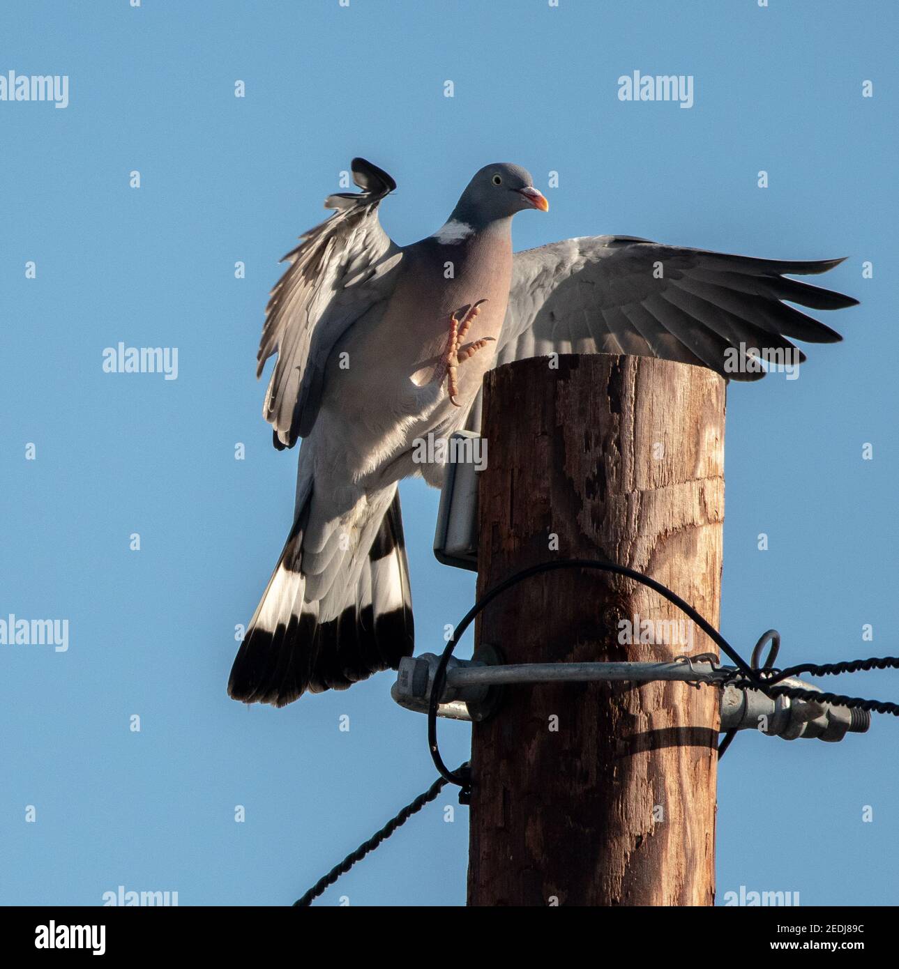 Wood pigeon landing on a telegraph pole Stock Photo Alamy