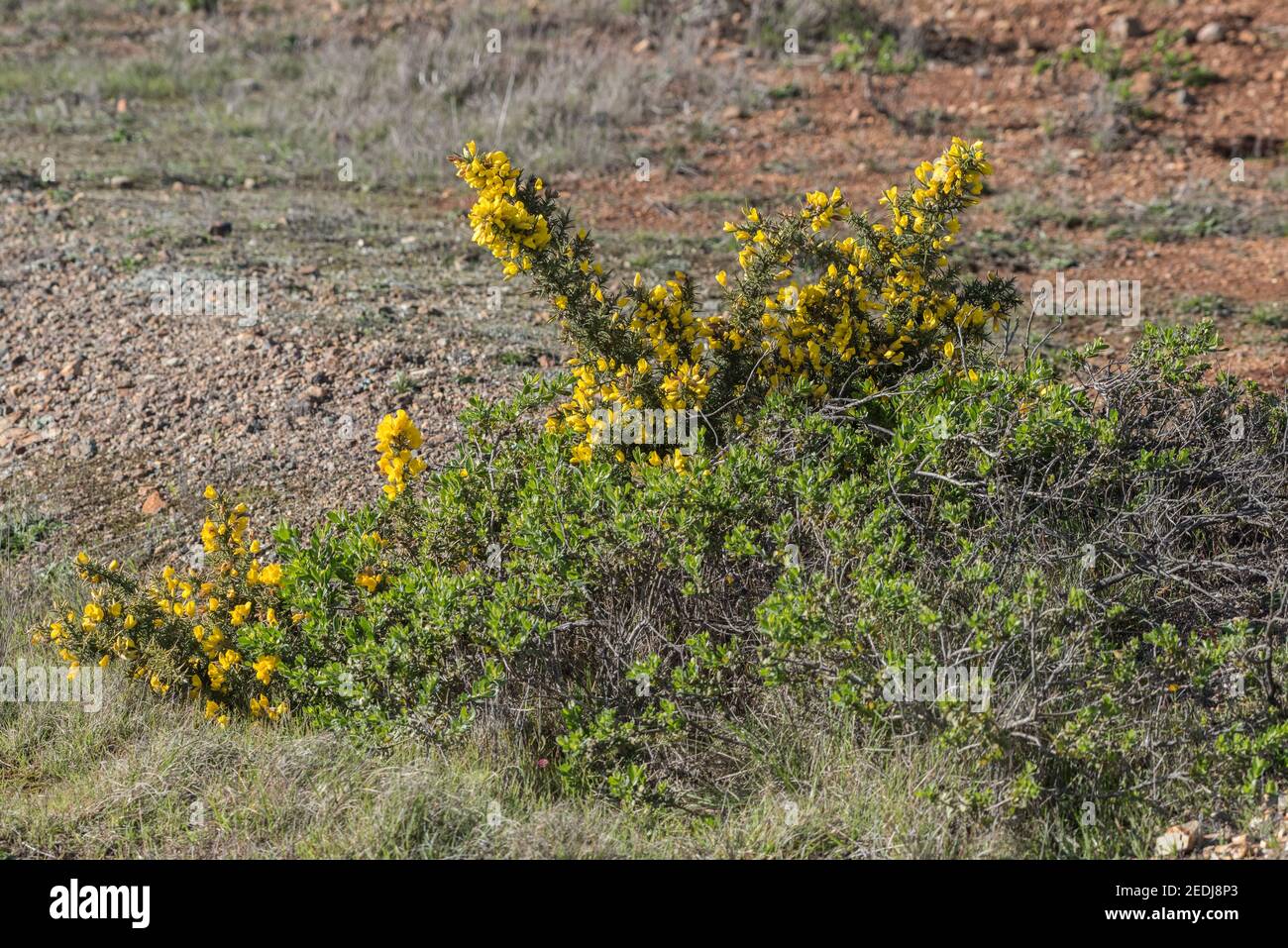 Gorse (Ulex europaeus) growing wild in the Golden gate National recreation area in California where it is a nonnative introduced species. Stock Photo