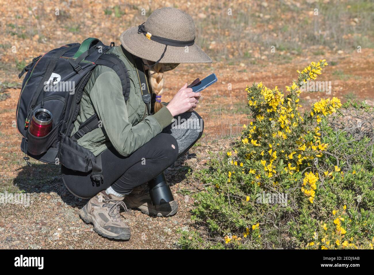 A female hiker taking a photo of gorse with her phone for iNaturalist, an online citizen science tool for recording biodiversity. Stock Photo