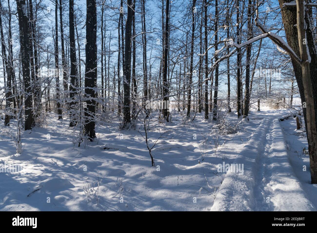 Trail through a bright and snowy forest in winter season Stock Photo