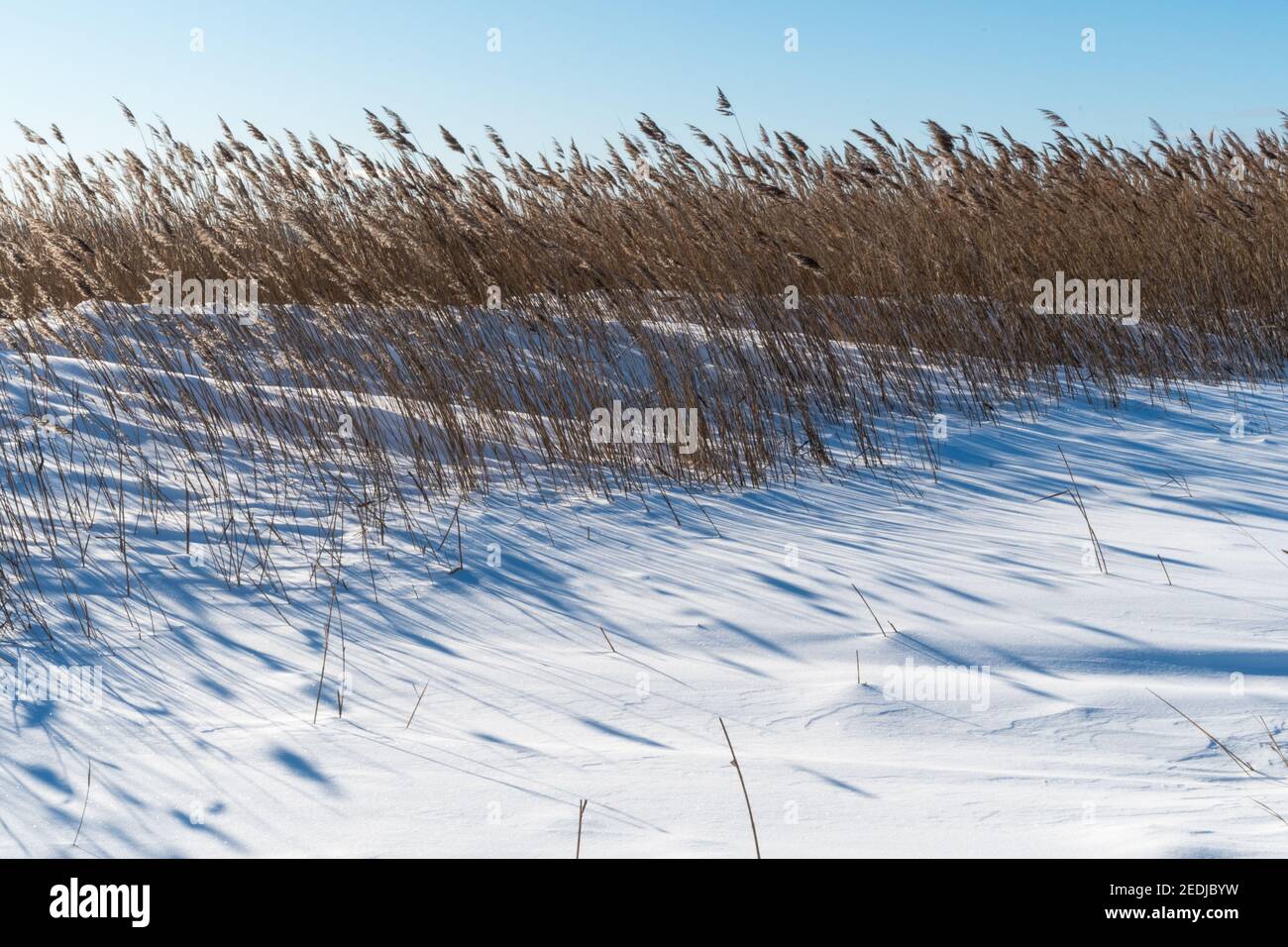 Reeds in the snowy wetland by the nature reserve Beijershamn in Sweden Stock Photo