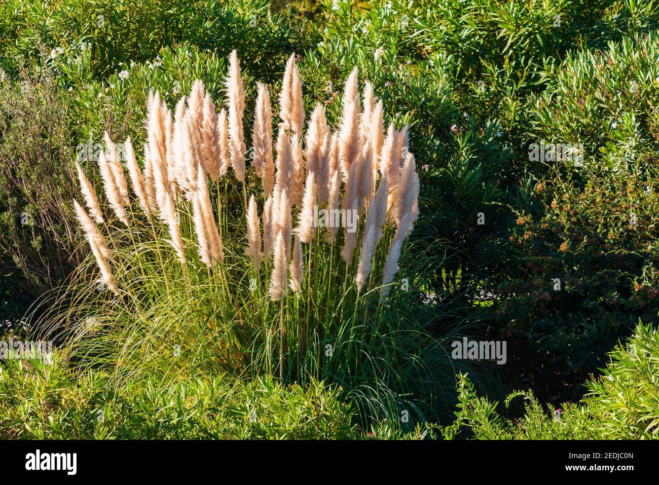 Pampas Grass growing in the wild nature Stock Photo Alamy