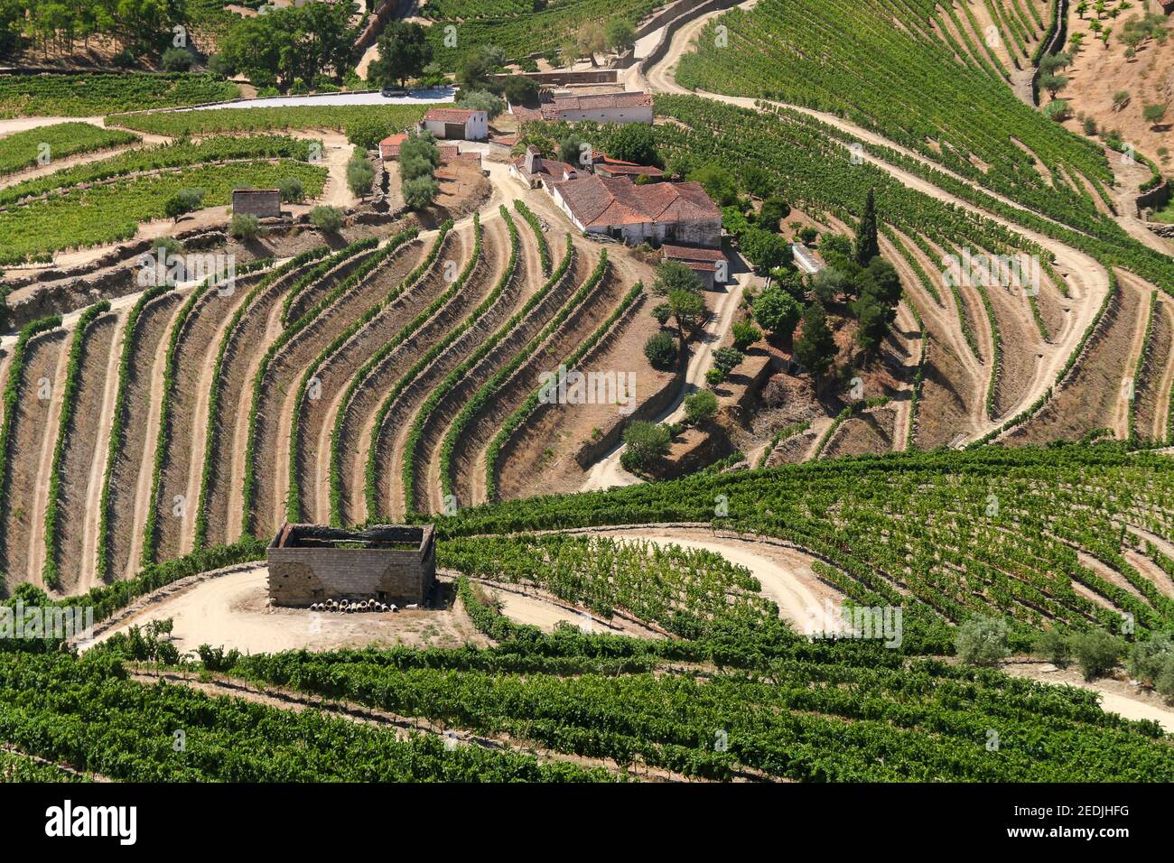 Abstract view on wine yard agriculture lines of famous portwine region Douro near Porto in Portugal Stock Photo