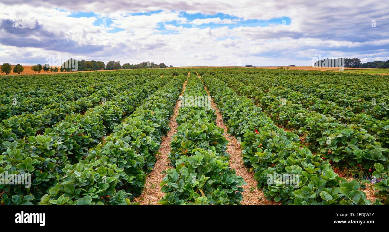 Green strawberry field with blue sky and clouds on the horizon Stock ...