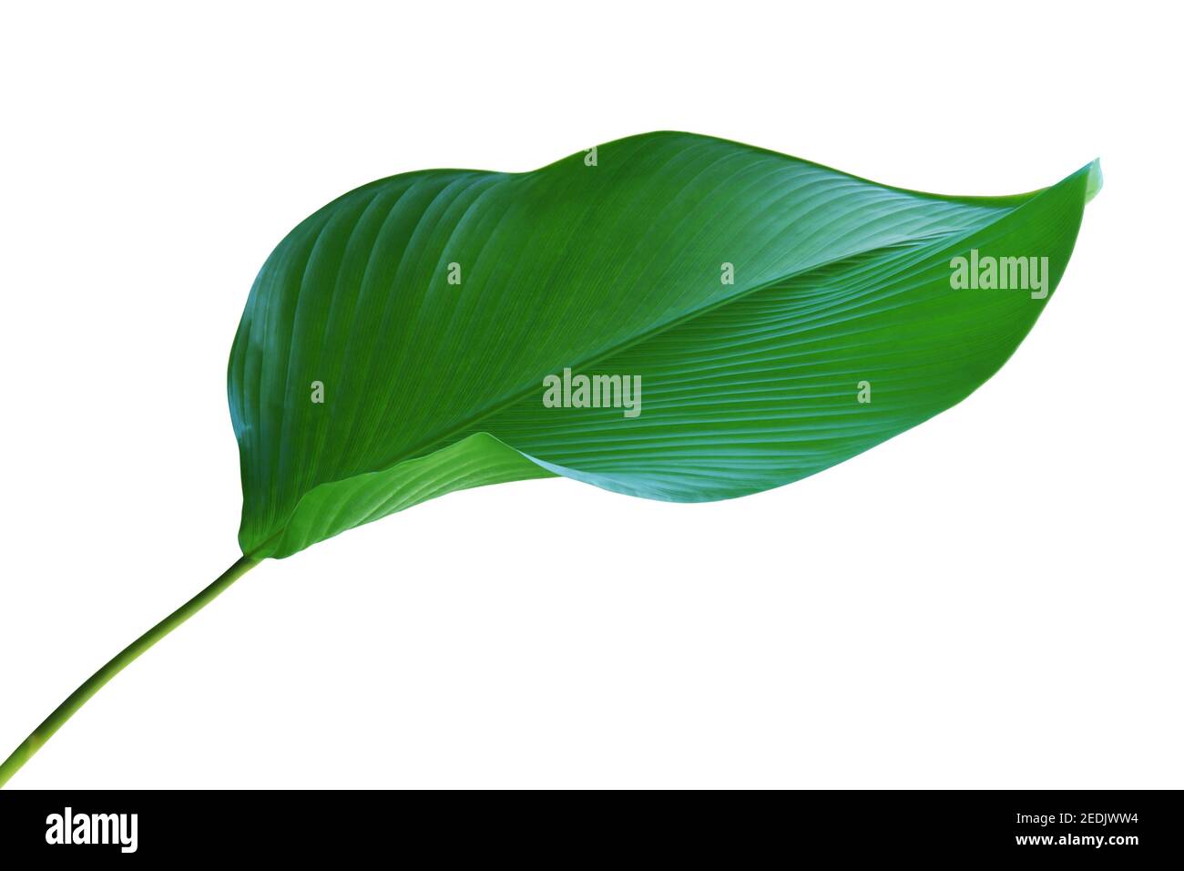Tropical Green Leaf of Calathea lutea (Aubl.) G. Mey., Cigar Calathea Plant Isolated on White Background with Clipping Path Stock Photo