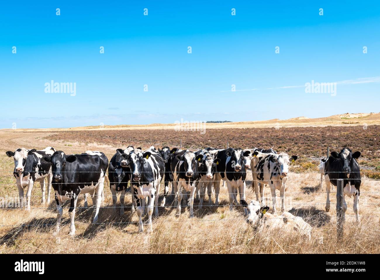 Grazing cattle australia hi-res stock photography and images - Alamy