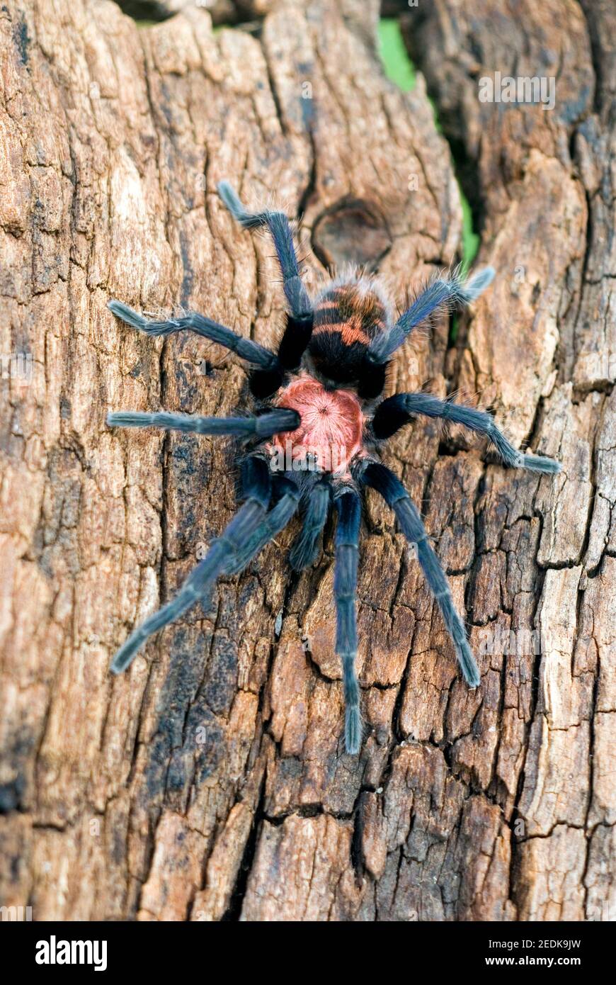 Costa Rica Tiger Rump Tarantula Stock Photo