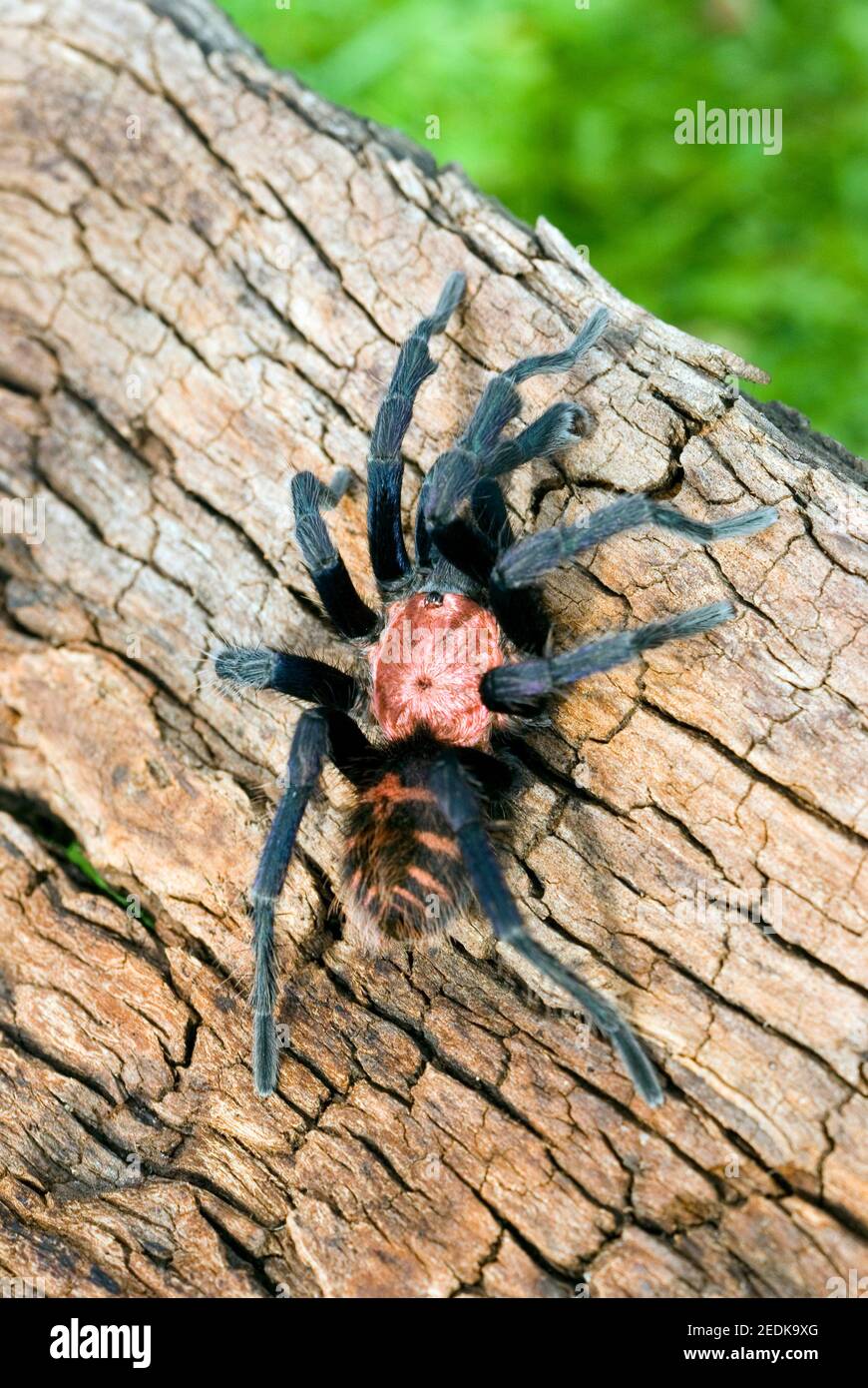 Costa Rica Tiger Rump Tarantula Stock Photo