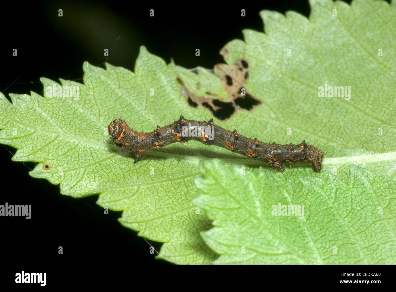 Pale Brindled Beauty Caterpillar Stock Photo