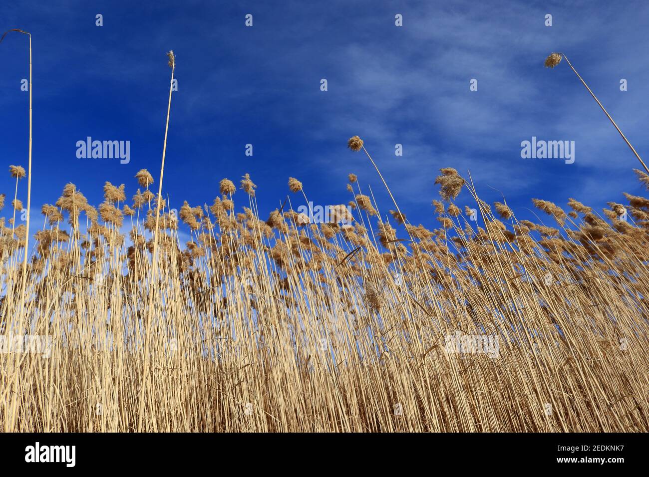 Breaking Reed Fluff Dry fluffy reed, nature background Stock Photo - Alamy