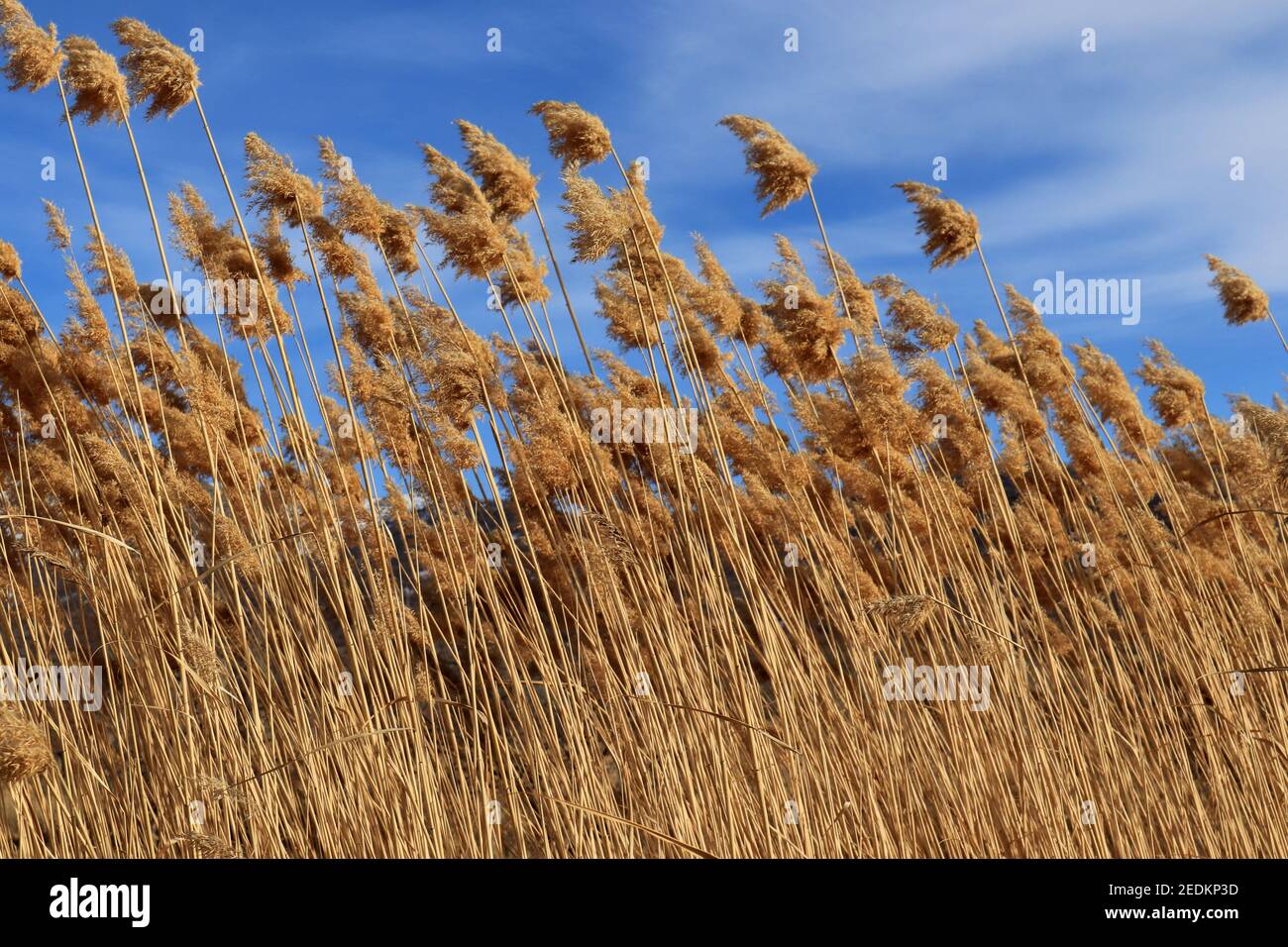 Breaking Reed Fluff Dry fluffy reed, nature background Stock Photo - Alamy