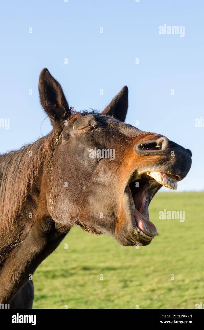 Brown horse yawning, smiling, open mouth, showing teeth and tongue, weird, funny silly looking, front view portrait, Germany Stock Photo