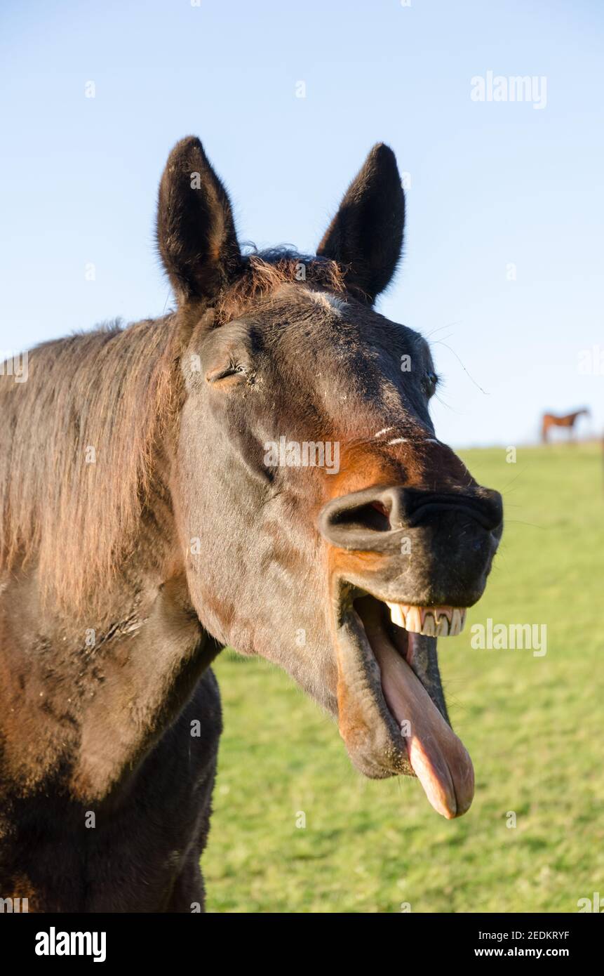 Brown horse yawning, smiling, open mouth, showing teeth and tongue, weird,  funny silly looking, front view portrait, Germany Stock Photo - Alamy