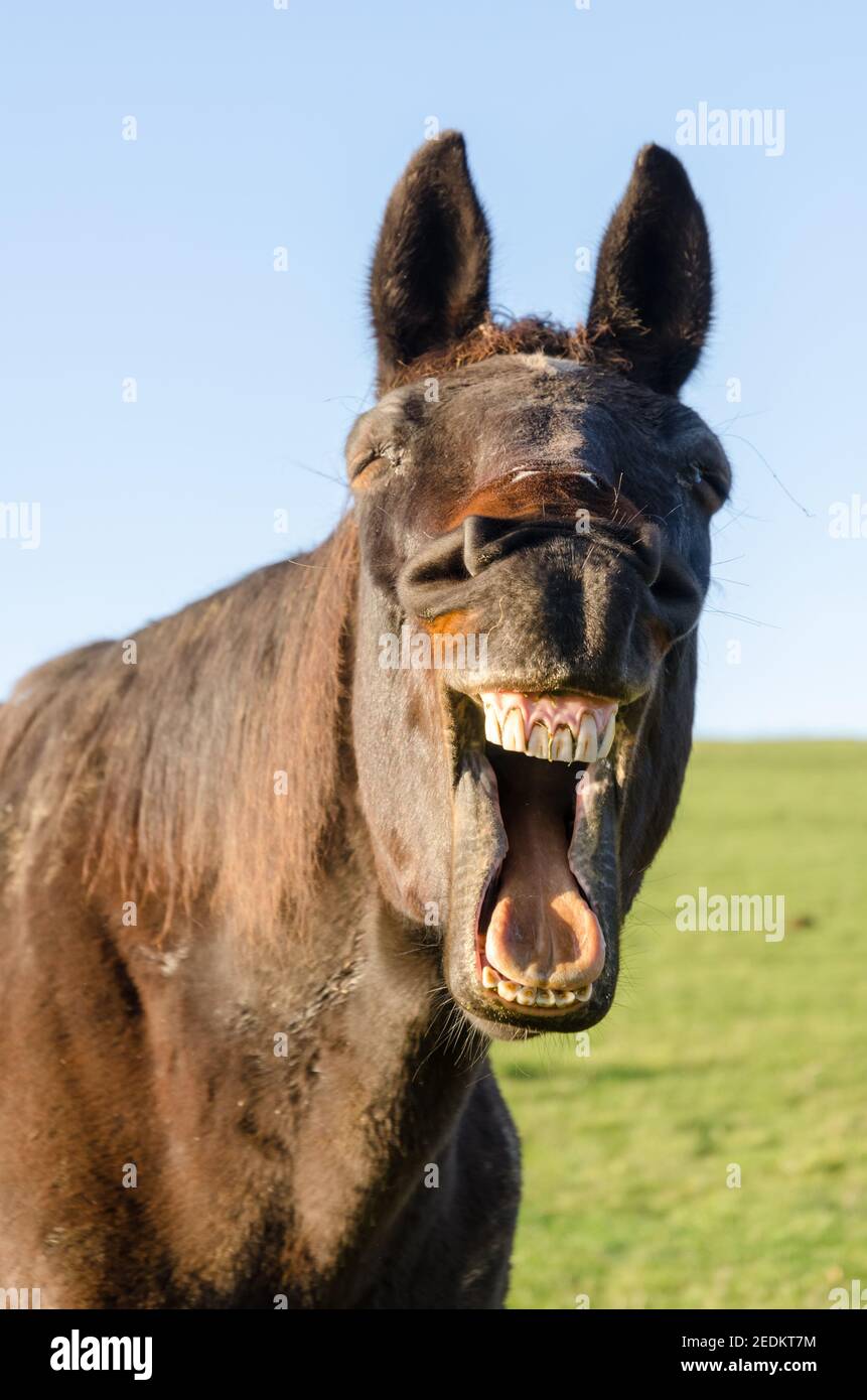 Brown horse yawning, smiling, open mouth, showing teeth and tongue, weird, funny silly looking, front view portrait, Germany Stock Photo