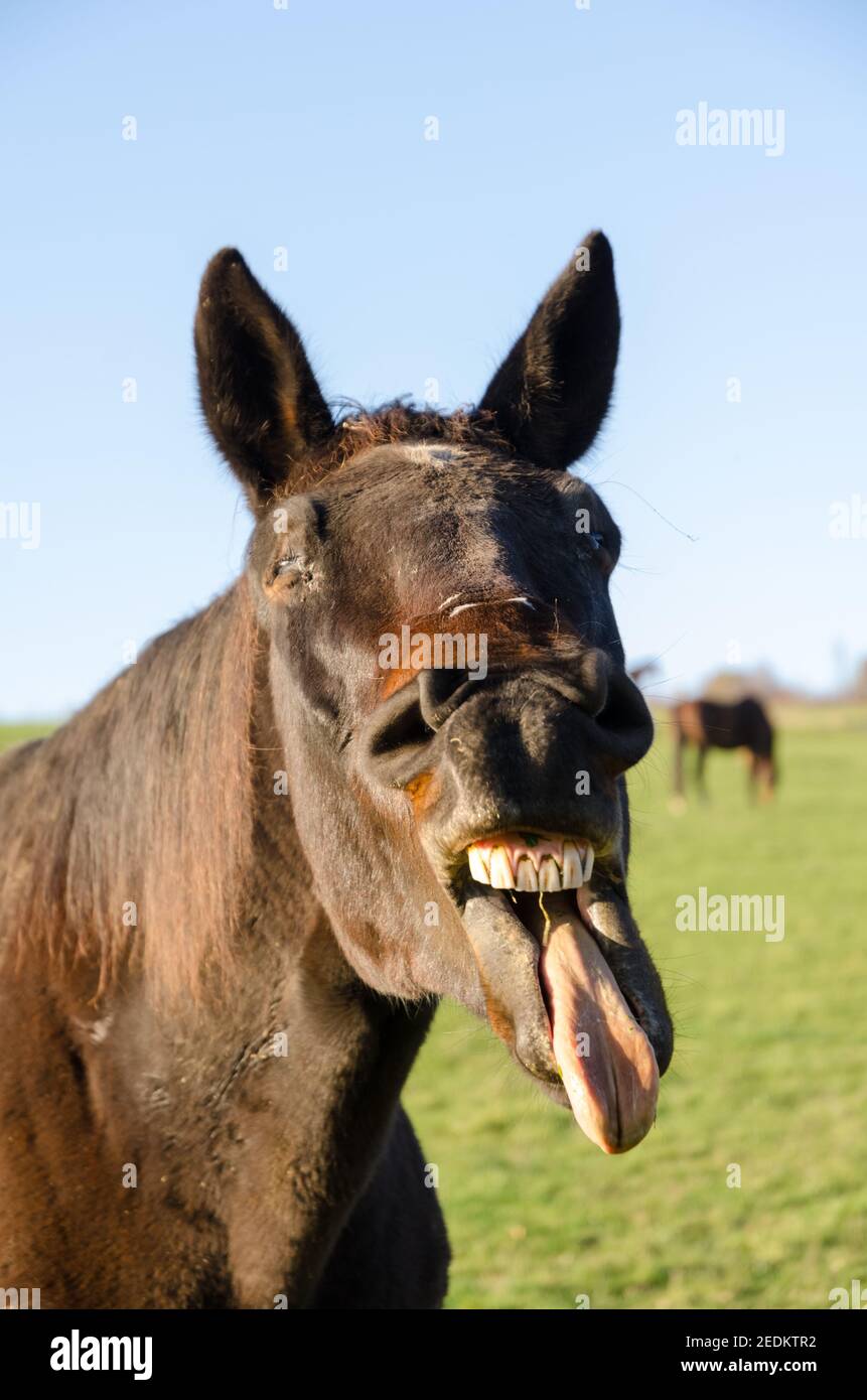 Brown horse yawning, smiling, open mouth, showing teeth and tongue, weird, funny silly looking, front view portrait, Germany Stock Photo