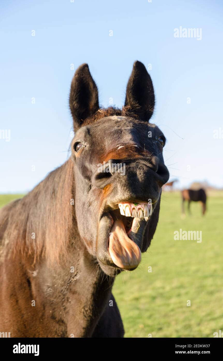 Brown horse yawning, smiling, open mouth, showing teeth and tongue