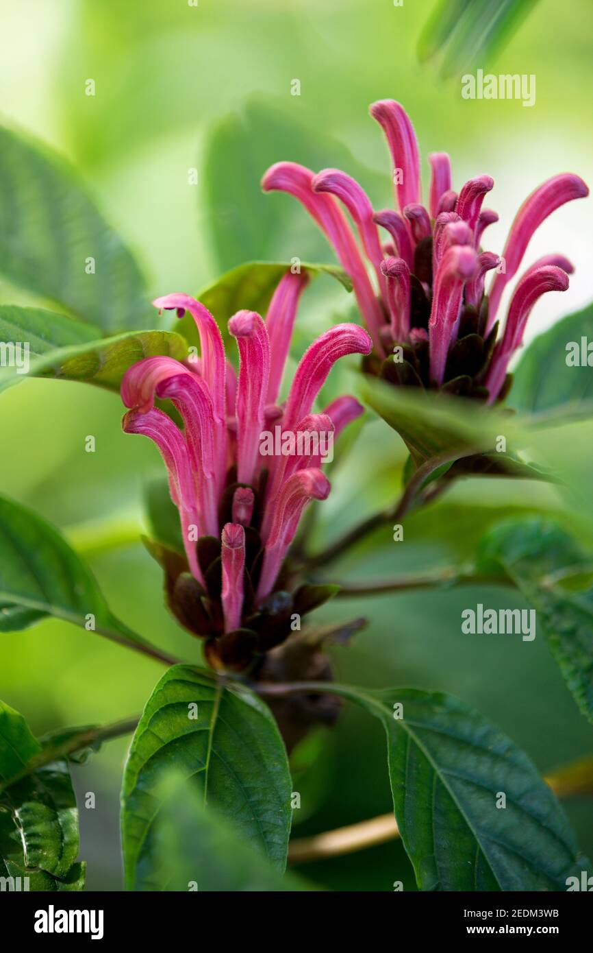 Justicia carnea red flower hi-res stock photography and images - Alamy