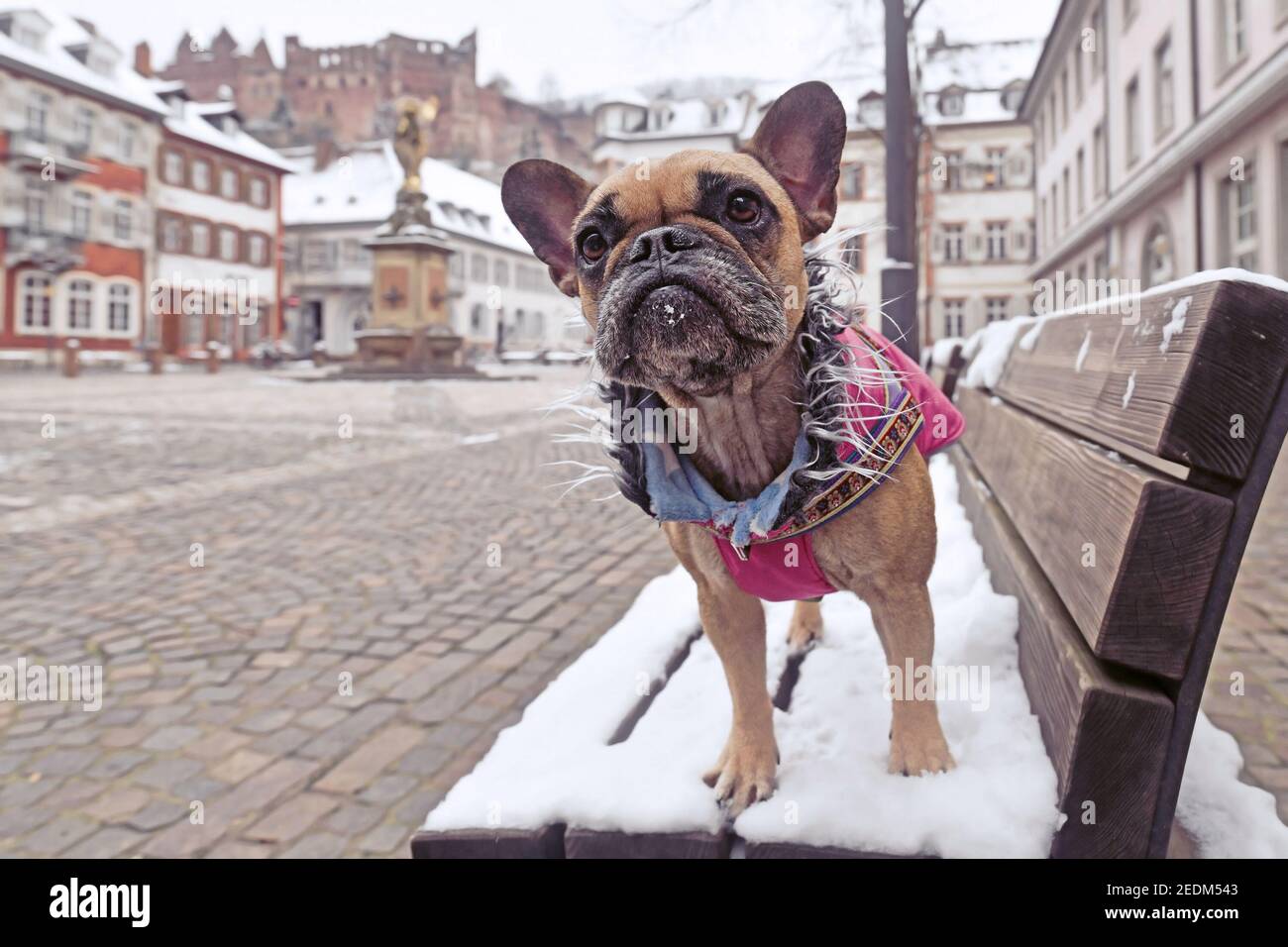 French Bulldog dog wearing warm pink winter coat with fur collar standing on snow covered bench in town square with old historic buildings Stock Photo