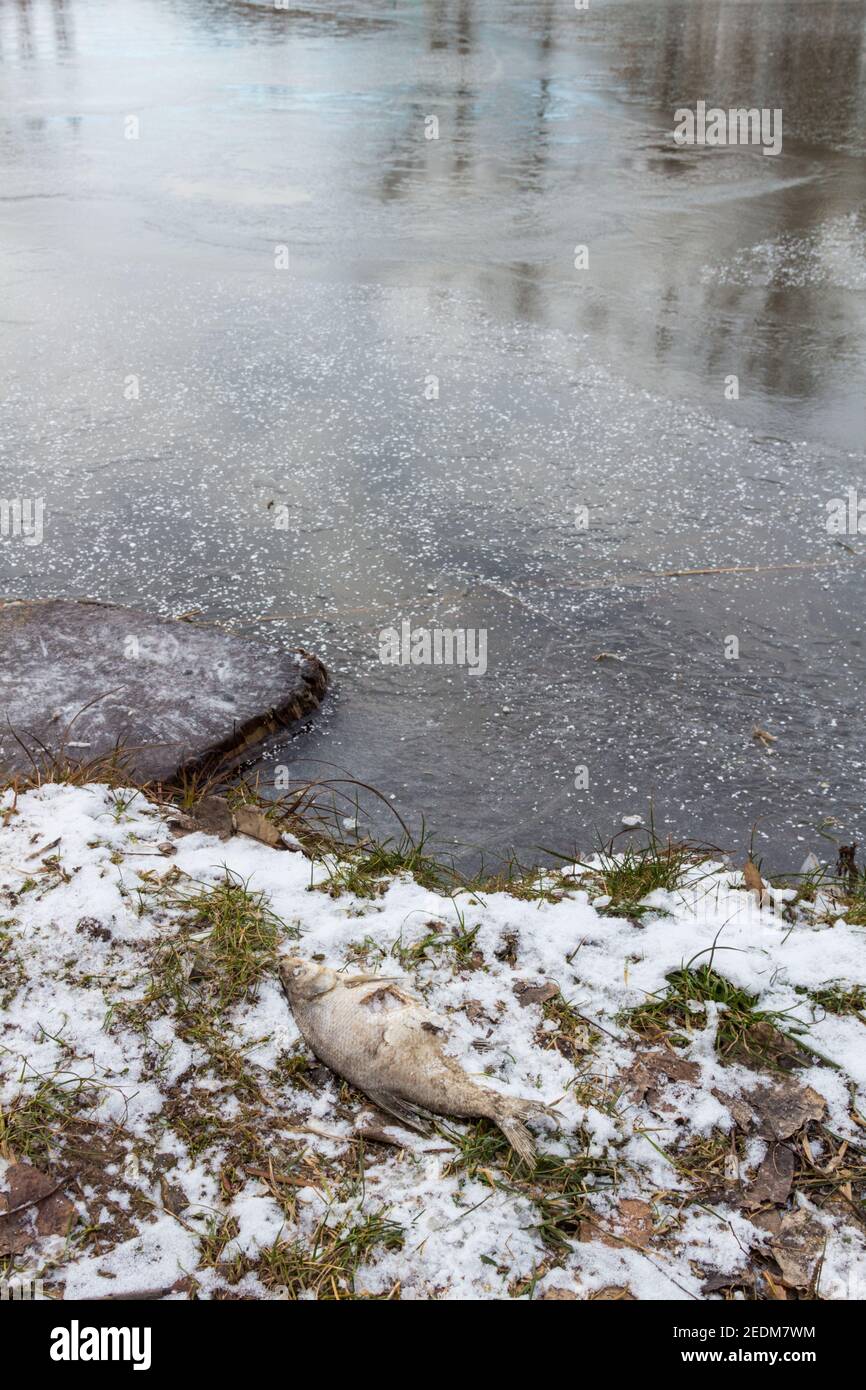 Stranded fish hi-res stock photography and images - Alamy