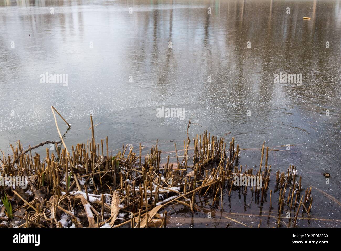 Cut Reeds Lakeside with cut reeds at frozen pond, Ibolya-to, Sopron, Hungary ...