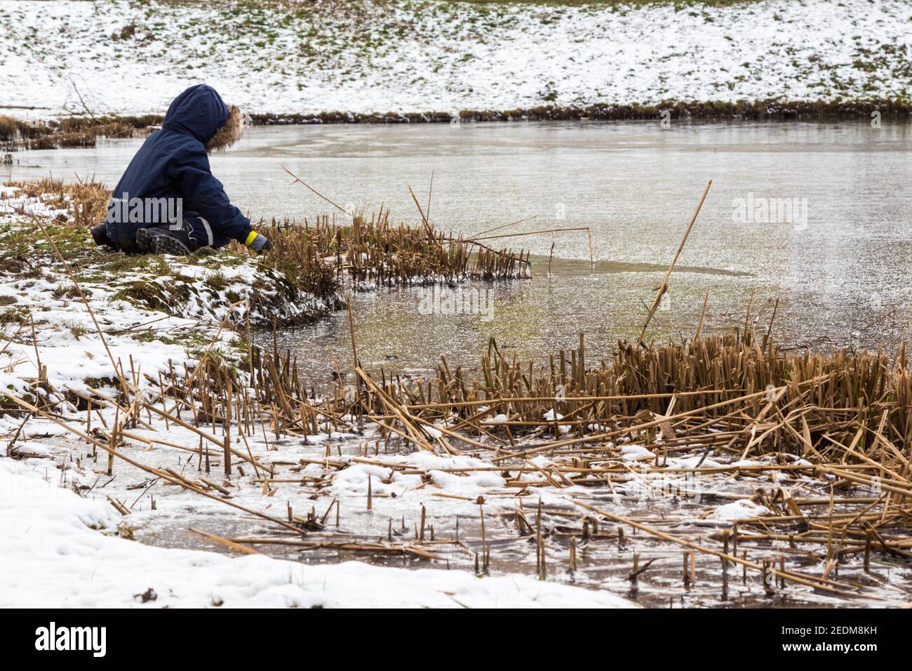 Child kneeling at frozen lake shore wearing snowsuit, cut reeds, snowy lakeside, Ibolya-to, Sopron, Hungary Stock Photo