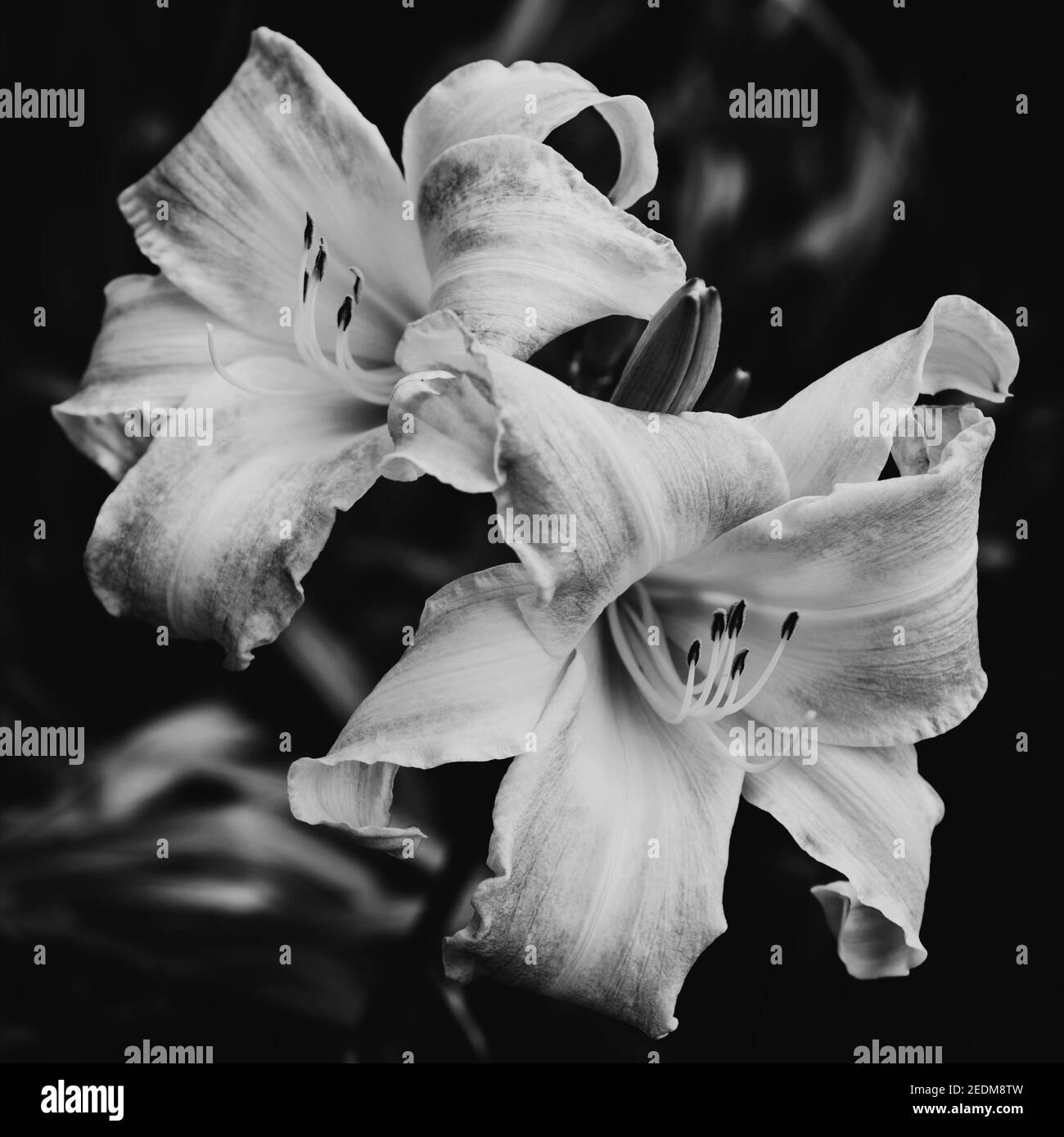 Stylized lily flower Black and White Stock Photos & Images - Alamy