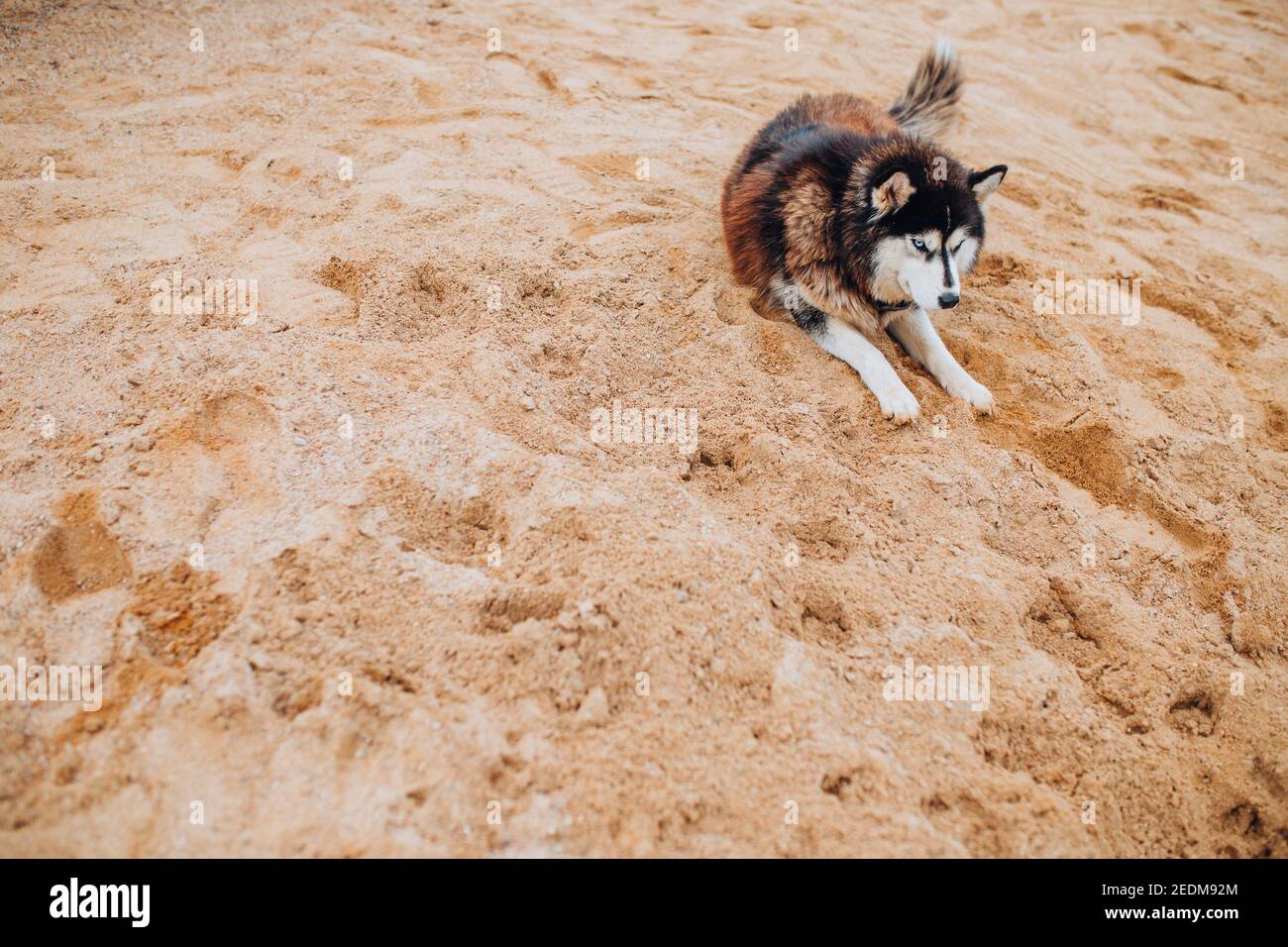Husky digging holes sales