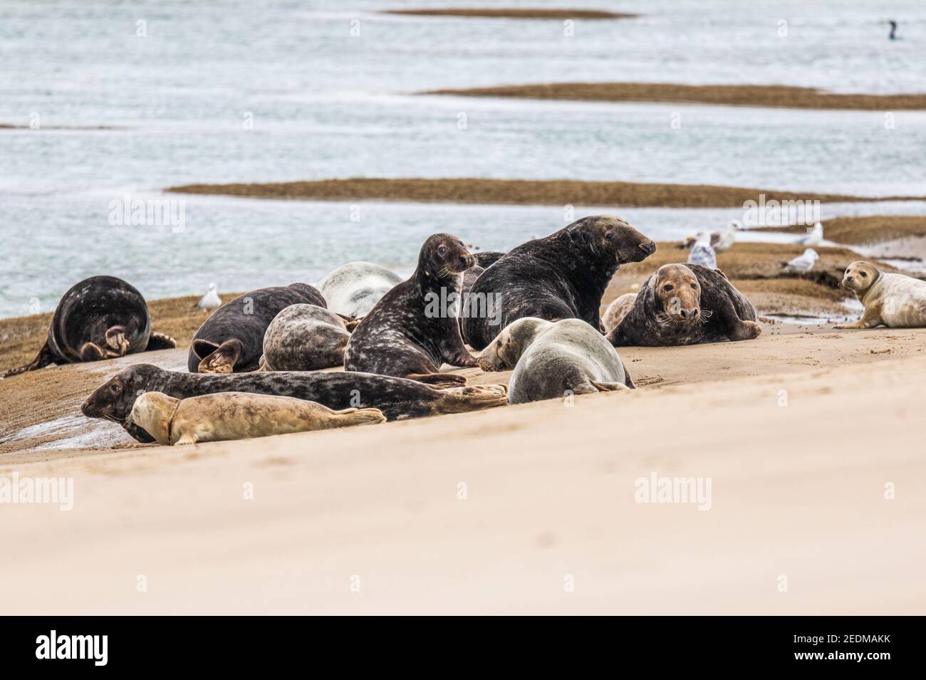Colonie de phoques gris au repos sur un banc de sable, France, Pas de Calais, été Stock Photo