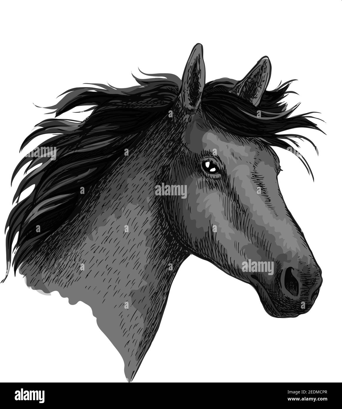 Black horse. Head of mustang stallion or equine foal. Symbol for horse races or racing sport. Wild mare with wavy mane for equestrian horserace riding Stock Vector