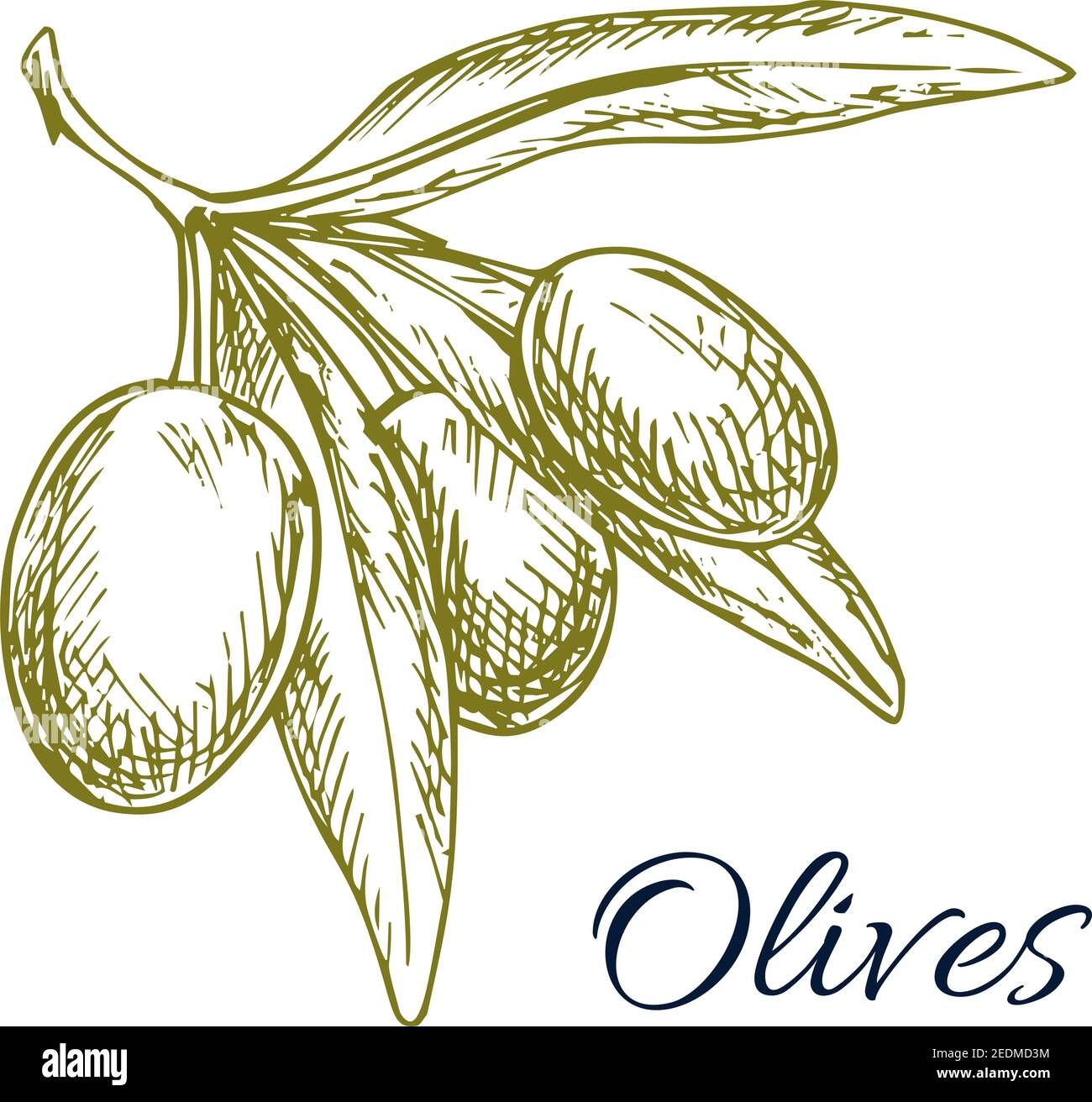 Vector sketch of green olive bunch. Icon of branch with green olives ...